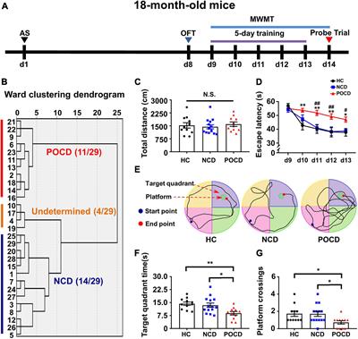 Cefazolin Improves Anesthesia and Surgery-Induced Cognitive Impairments by Modulating Blood-Brain Barrier Function, Gut Bacteria and Short Chain Fatty Acids